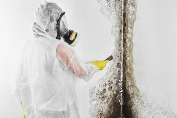 Best Mold Damage Repair  in Onalaska, TX