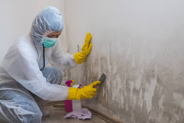 Best Attic Mold Removal  in Onalaska, TX