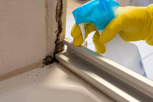 Best Mold Damage Repair  in Onalaska, TX