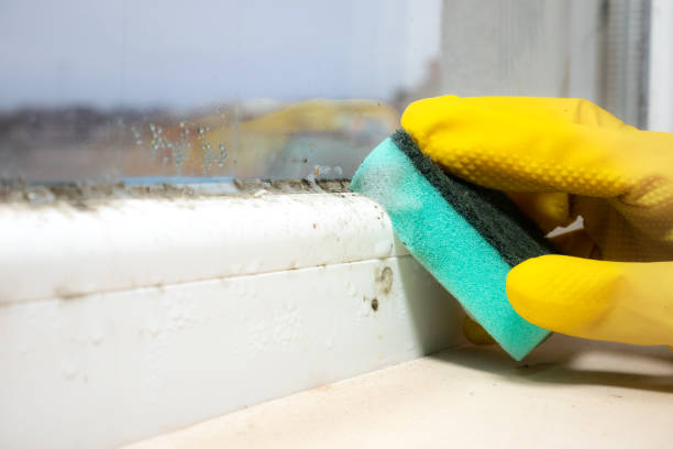 Best Emergency Mold Removal  in Onalaska, TX