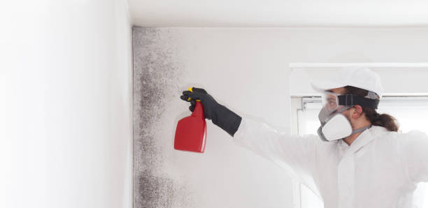 Best Local Mold Removal Service  in Onalaska, TX
