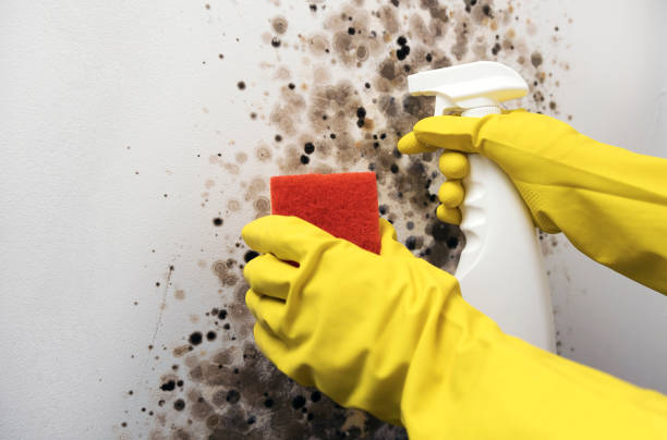 Best Home Mold Removal  in Onalaska, TX