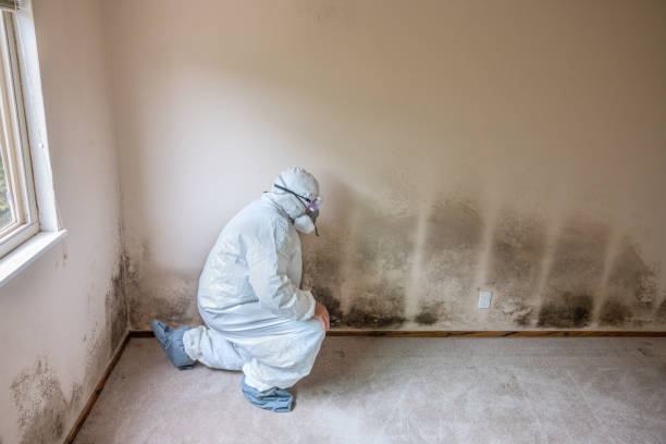 Best Commercial Mold Removal  in Onalaska, TX