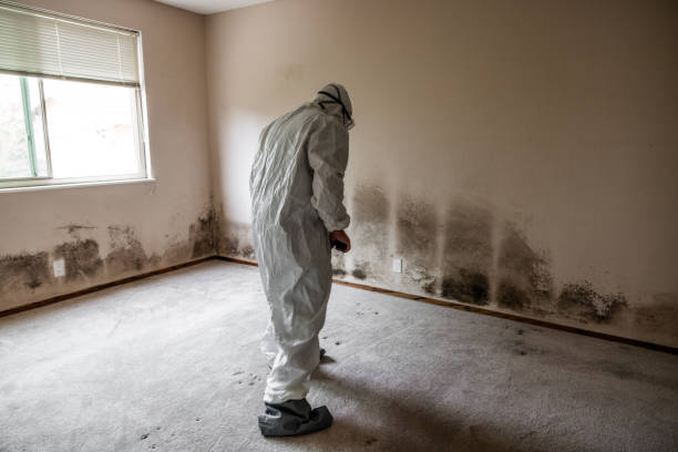 Best Mold Removal Process  in Onalaska, TX