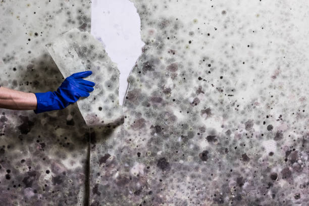 Best Mold Testing  in Onalaska, TX