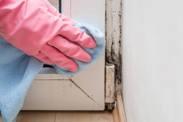 Best Mold Cleaning Services  in Onalaska, TX