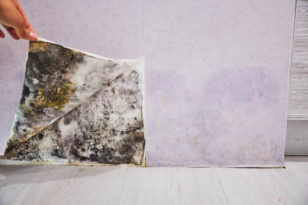 Onalaska, TX Mold Removal Company